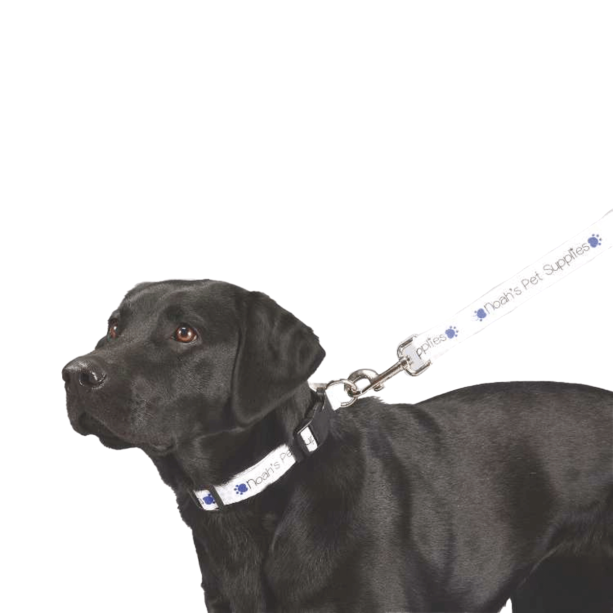 FULL COLOUR 1" WIDE PREMIUM PET LEASH